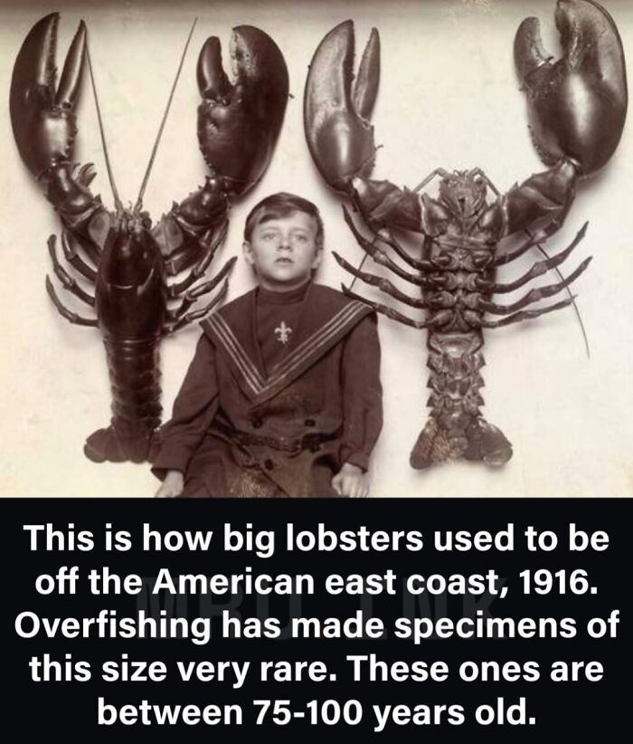 A young boy seated next to two massive lobsters illustrating how strange the world can be.