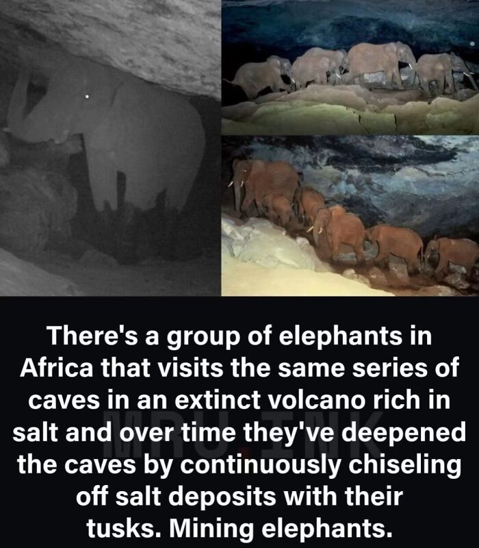 Elephants inside a salt-rich volcanic cave, showcasing fascinating photos and facts about wild animals.