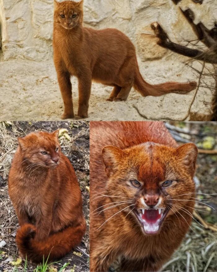 Collage of a reddish-brown jaguarundi, one of the fascinating animals featured in lesser-known facts.