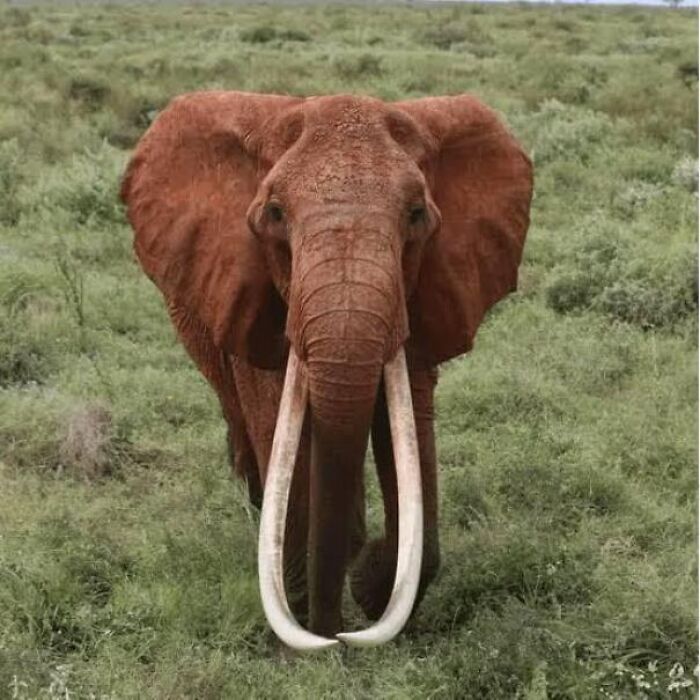 Large reddish elephant with long curved tusks walking in a grassy field, one of many fascinating animals.