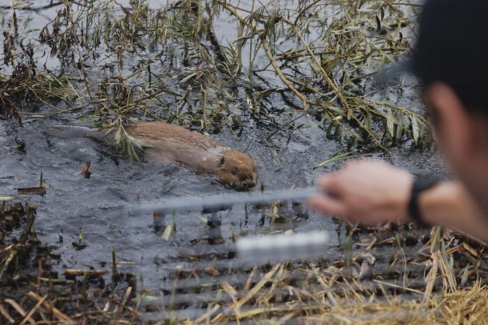A beaver swimming near twigs and plants, representing fascinating animals with lesser-known facts.