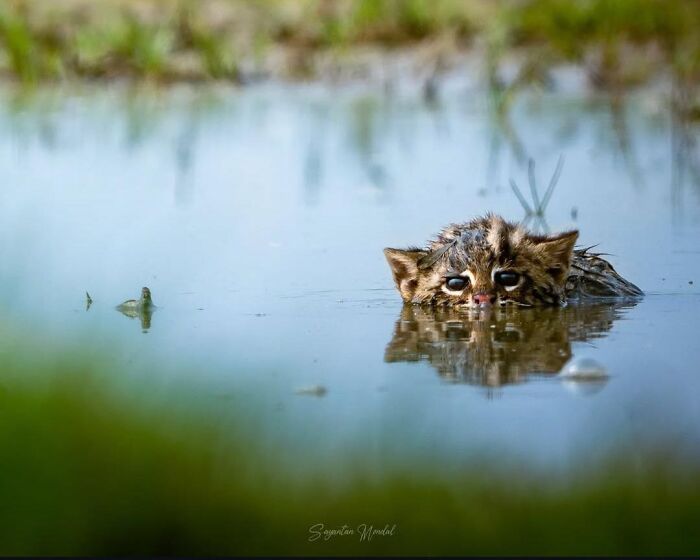 Small fishing cat swimming with head above water, showcasing fascinating animals from lesser-known facts.