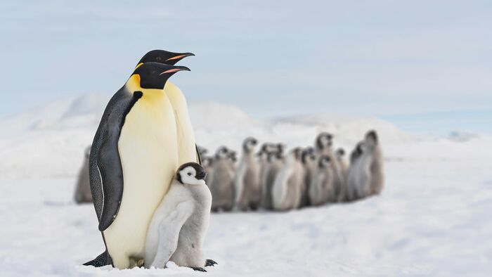 Adult penguins standing with a chick in the snow, representing facts about fascinating animals.