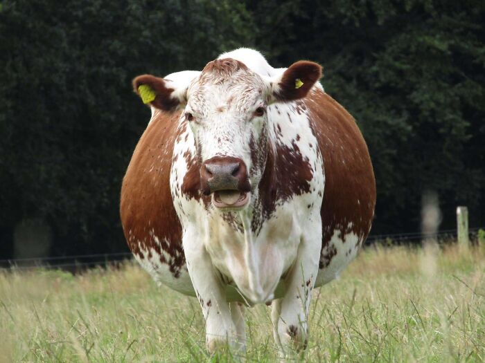 A round brown and white cow standing in a grassy field, displaying facts about fascinating animals.