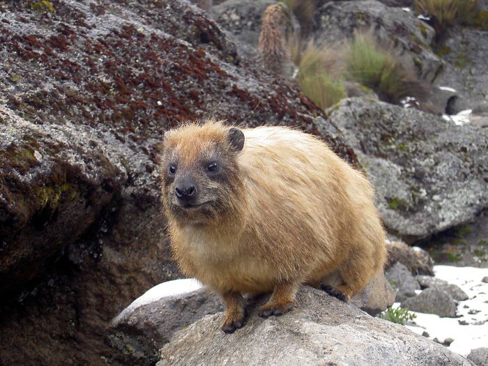 A rock hyrax perched on a snowy rock showcasing fascinating animals in nature