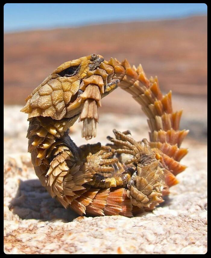 Armadillo girdled lizard biting its tail, one of many fascinating animals