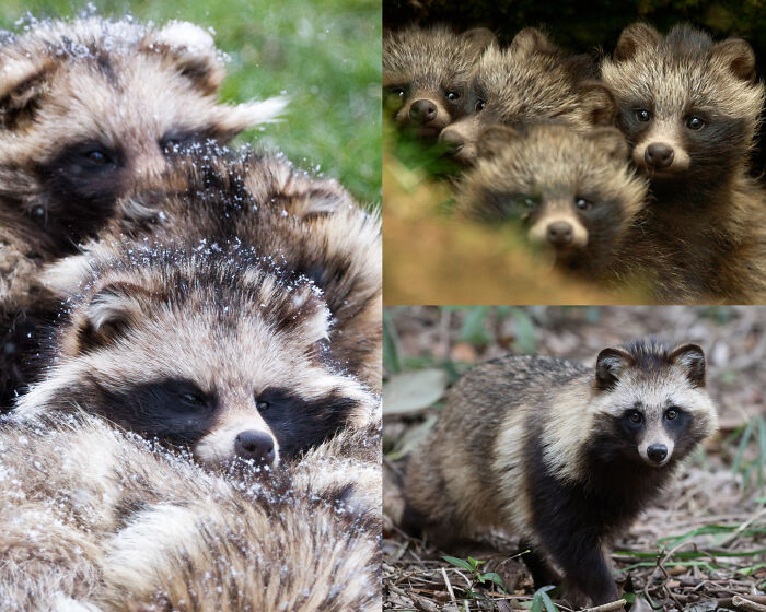 Collage of Japanese raccoon dogs displaying fascinating animals in their habitat