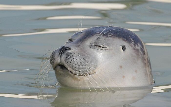 Seal popping its head out of the water, representing fascinating animals in nature.