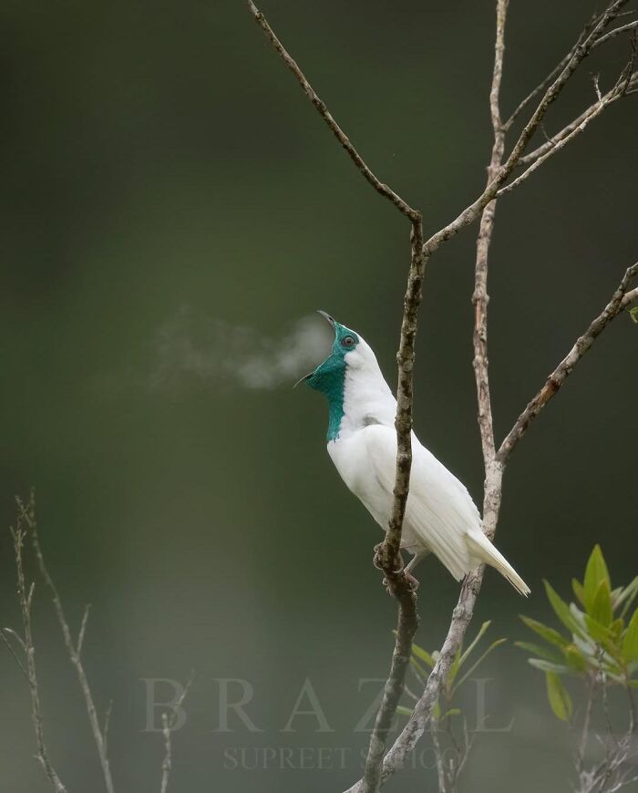 White bird with a green neck calling on a branch, showcasing fascinating animals.