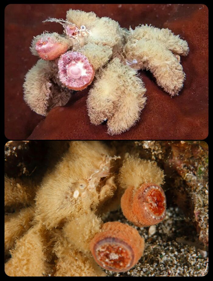 Furry crab underwater, showcasing unique marine facts about fascinating animals.