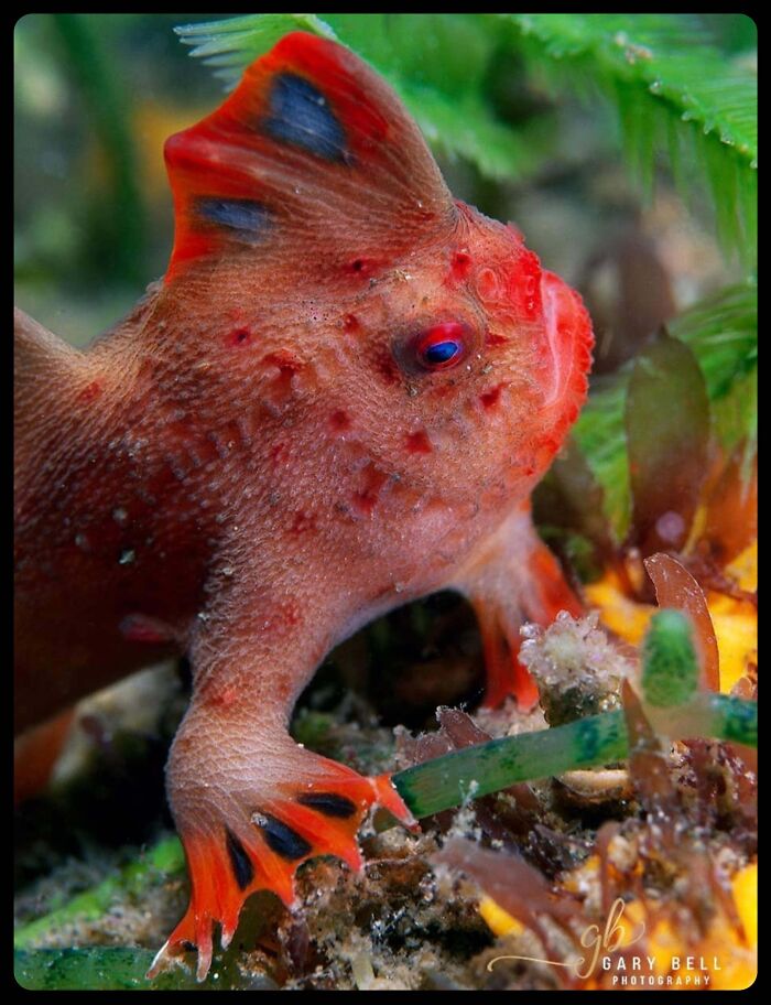 Bright red handfish underwater, demonstrating unique features of fascinating animals.