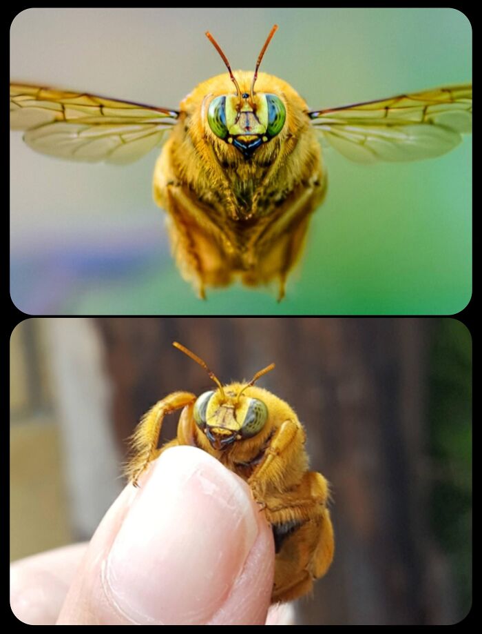 Close-up views of a Valley Carpenter Bee in flight and on a finger, featuring fascinating animals in detail.