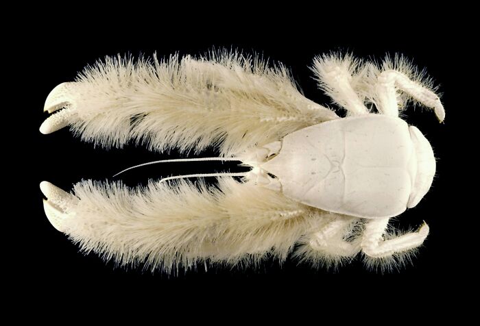 A white, hairy yeti crab showcasing fascinating animals against a plain black background