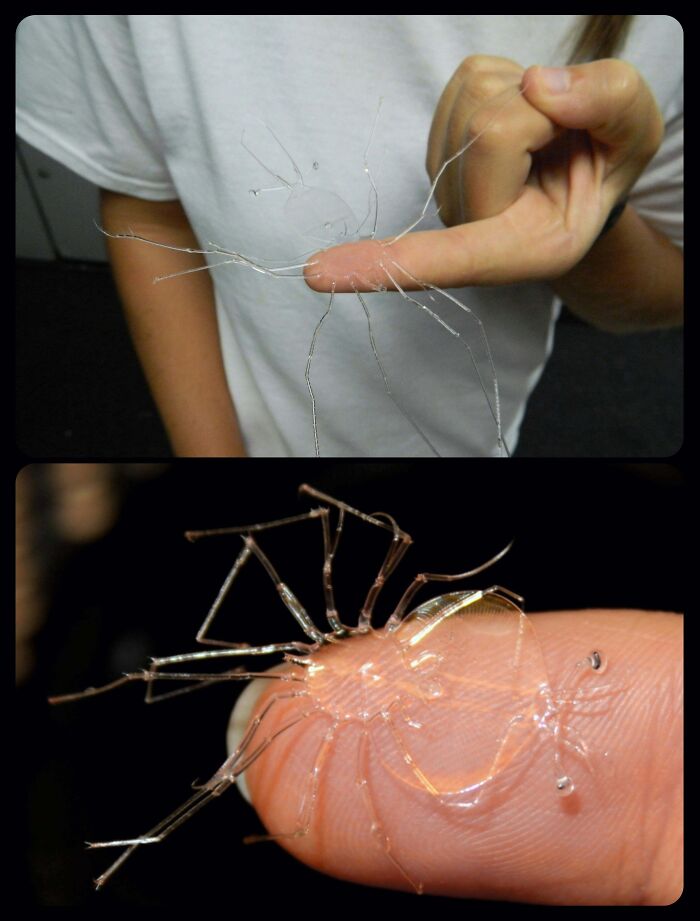 A transparent larval spiny lobster, one of many fascinating animals, resting on a human finger