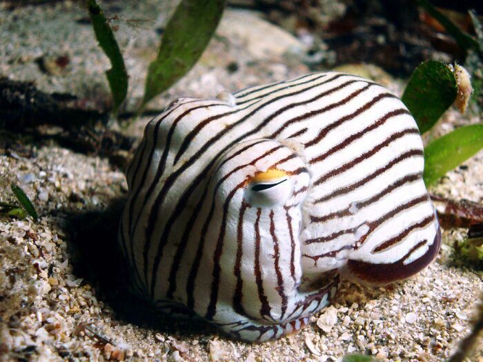 A striped pajama squid buried in sand, an example of fascinating animals of the deep ocean