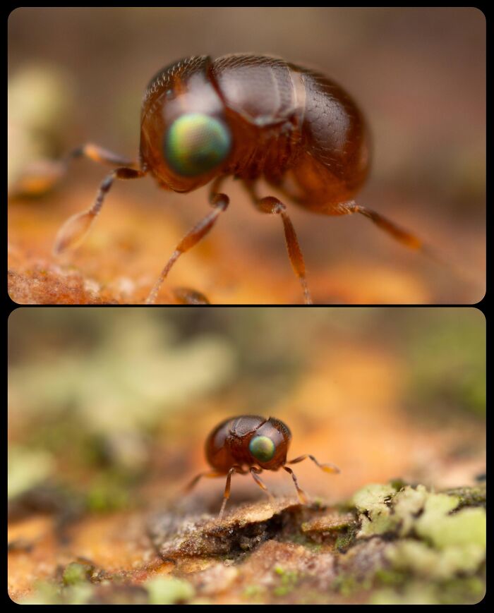 Macro close-up view of a tiny brown globular springtail, among fascinating animals in nature