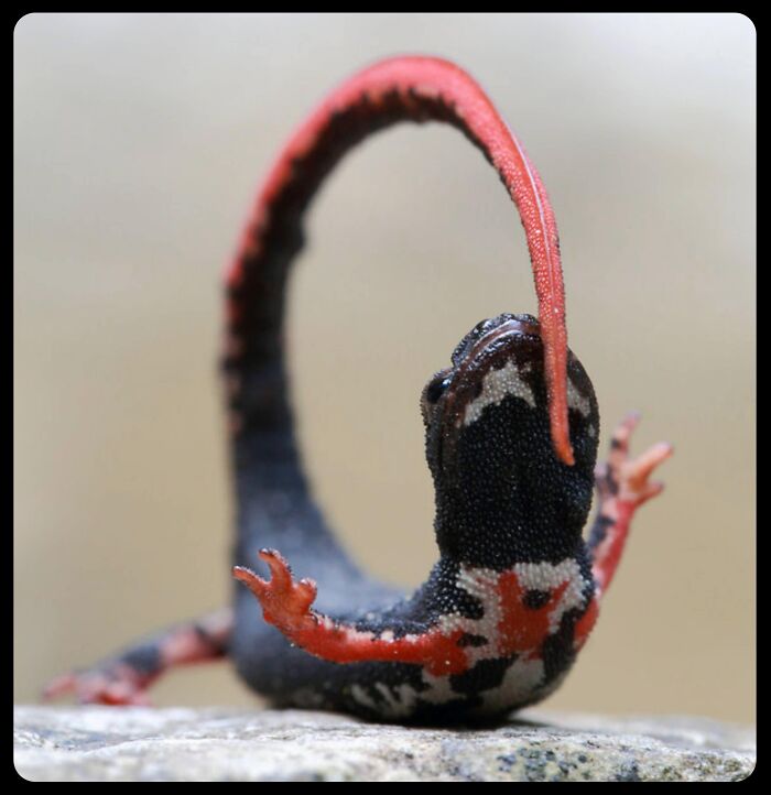Black and red newt curving its tail in a defensive posture, highlighting fascinating animals in nature.