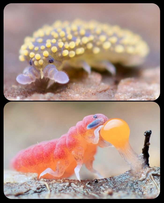 Close-up of colorful springtails, highlighting lesser-known facts about fascinating animals.