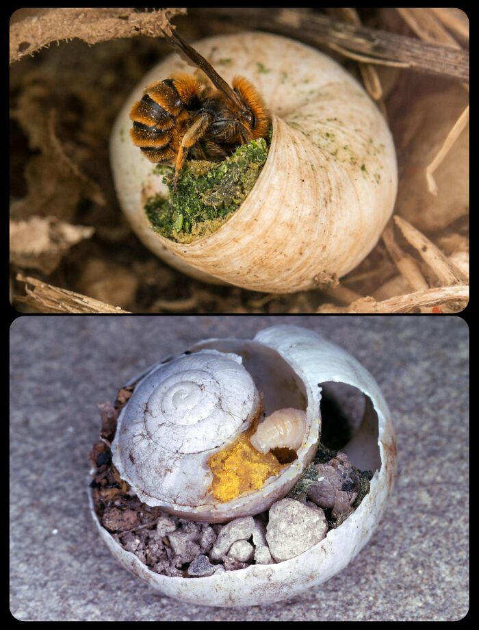 Bee constructing a nest inside a snail shell, demonstrating fascinating animals and insect behavior.