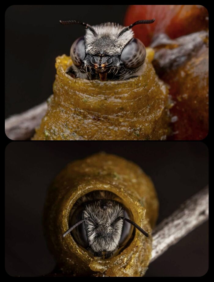 Close-up of a bee emerging from its cell, highlighting facts about fascinating animals.
