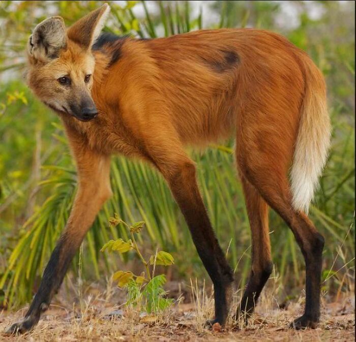 A maned wolf standing outdoors, showcasing long legs among lesser-known facts about fascinating animals.