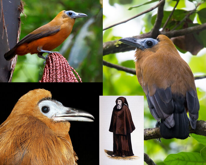 Brown Capuchinbird pictures shown in a collage, displaying unique traits of fascinating animals.