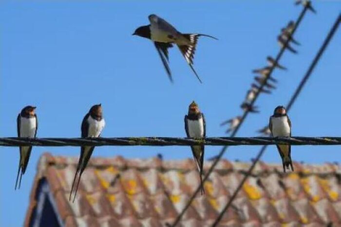 Swallows resting on a power line, highlighting interesting facts about fascinating animals.