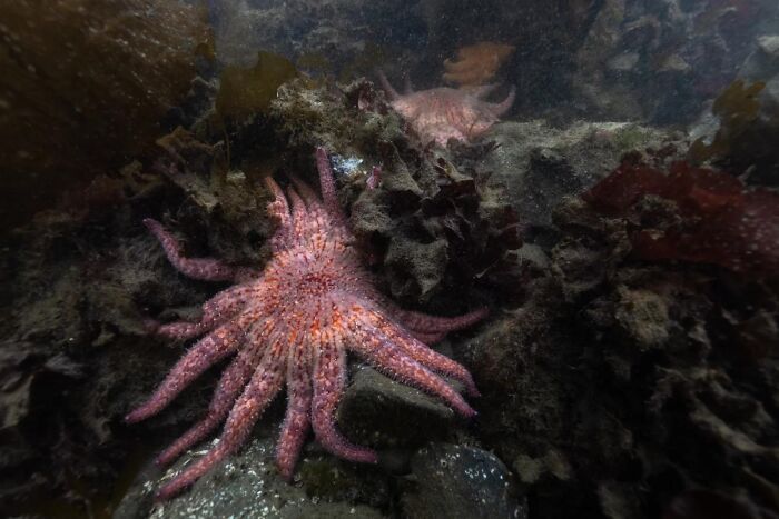 A vibrant pink multi-armed starfish resting on underwater rocks, showcasing fascinating animals of the ocean.