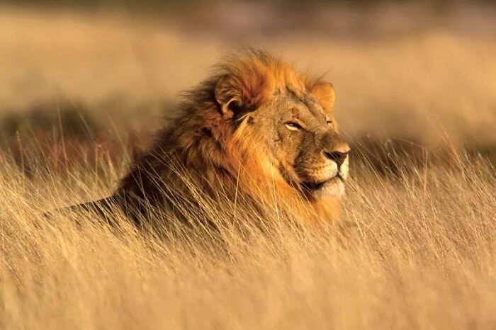 A majestic male lion resting in tall dry grass, illustrating fascinating animals in their natural wild habitat.