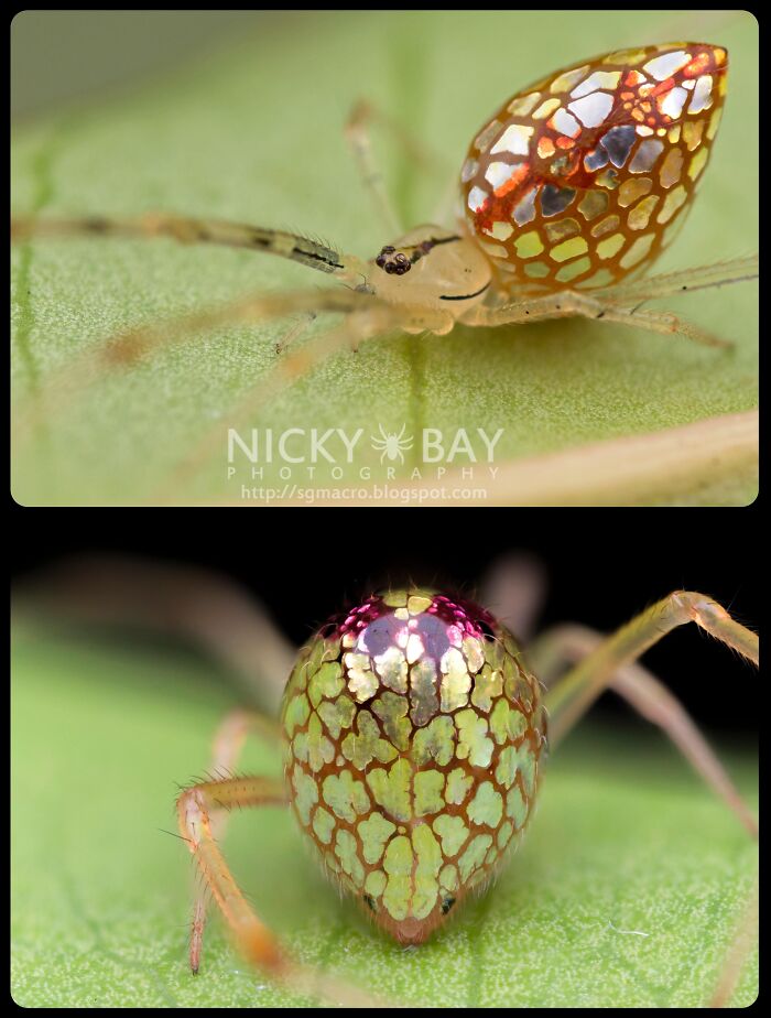 Mirror spider with shiny metallic patterns on leaf, one of nature's fascinating animals.