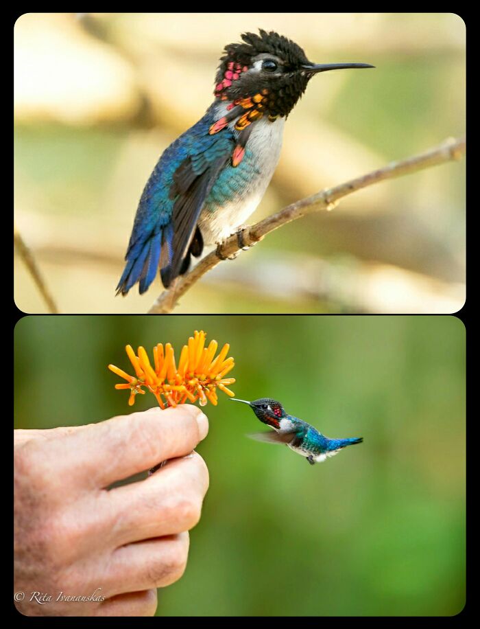 Tiny bee hummingbird perching and feeding on flower, showcasing fascinating animals of the wild.