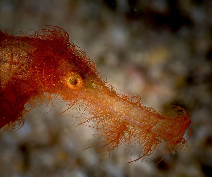 A detailed view of a leafy pipefish head, showing facts about fascinating animals in nature.