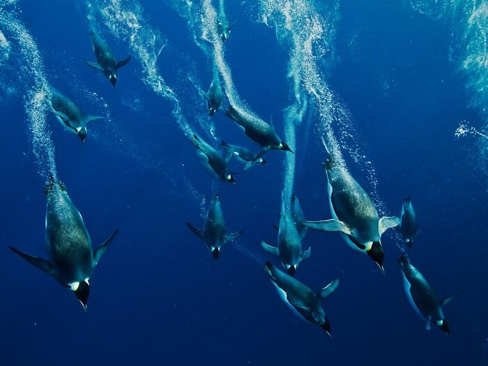 A flock of penguins swimming gracefully under blue water, highlighting facts about fascinating animals.