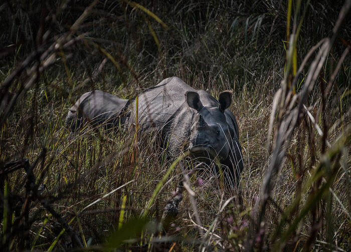 A wild rhinoceros standing among tall dry grass, illustrating facts about fascinating animals.