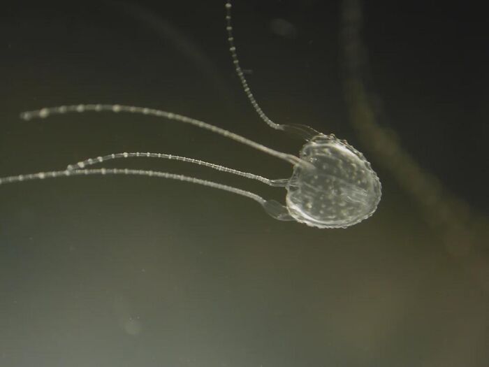 A translucent jellyfish swimming in dark water, revealing facts about fascinating animals.