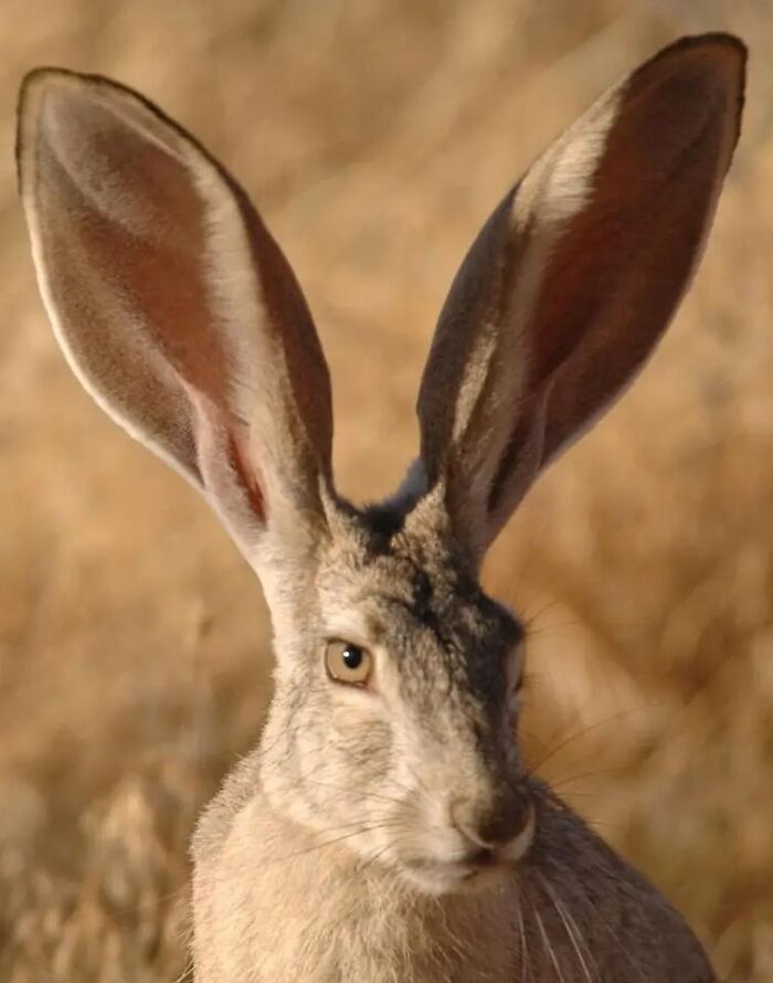 Close-up of a jackrabbit with large ears, an example of fascinating animals.