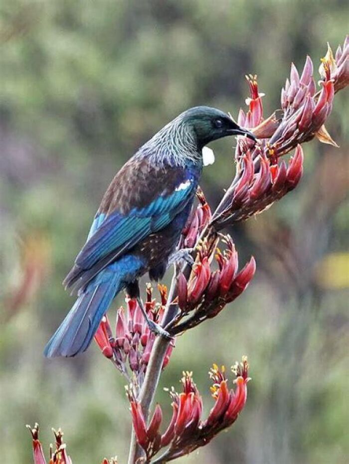 A vibrant Tui bird perched on red flowers, showcasing fascinating animals.
