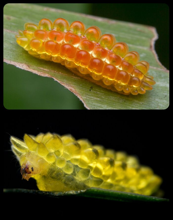 Close-up of translucent jewel caterpillars, glowing translucent fascinating animals on leaves.