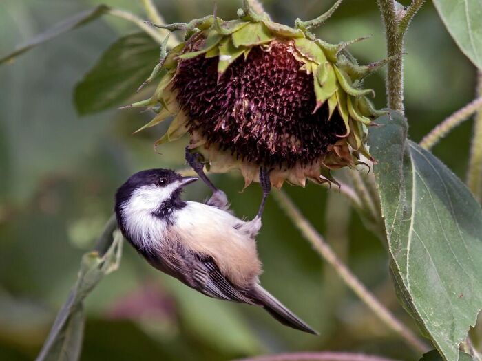 A small chickadee hanging upside down on a sunflower, one of nature's fascinating animals.