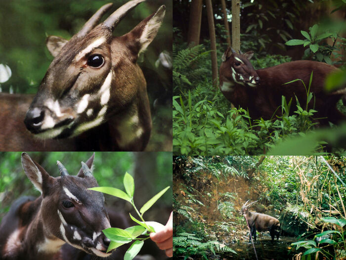 Collage of saola, rare and fascinating animals with horns, roaming in lush natural habitats.