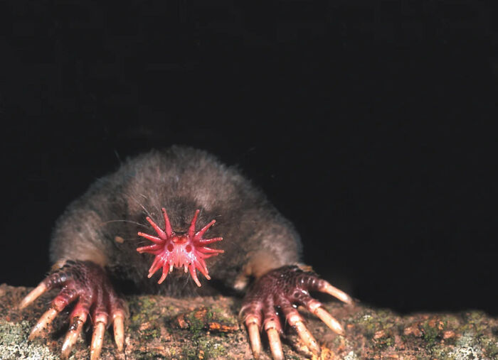 Star-nosed mole displaying its unique tentacles, one of many fascinating animals.