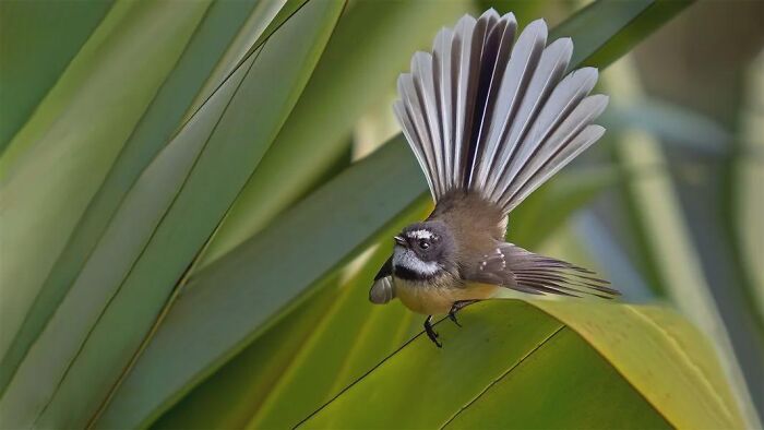 A small fantail bird fanning out its tail feathers on a large leaf, revealing facts about fascinating animals.