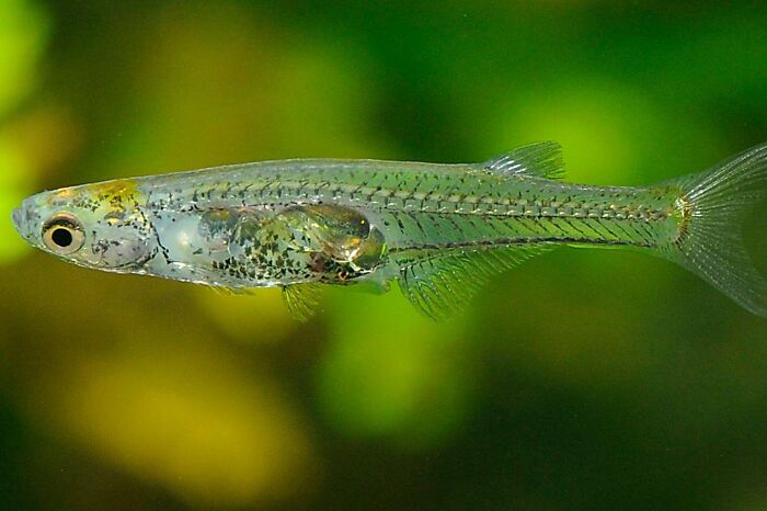Side view of a transparent glassfish swimming in clear green water, demonstrating unique facts about fascinating animals.