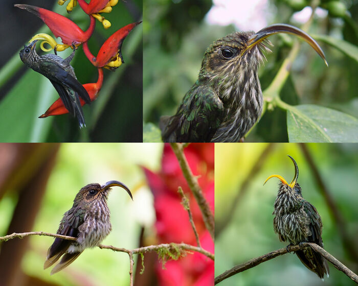 Four collage photos showing fascinating animals, specifically curved-beaked hummingbirds around tropical flora.