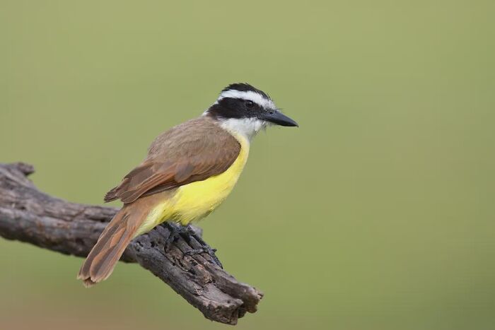 A great kiskadee bird perched on a branch, highlighting diverse fascinating animals.