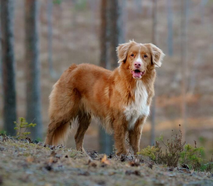 A golden retriever standing proudly outdoors, featured among facts about fascinating animals.