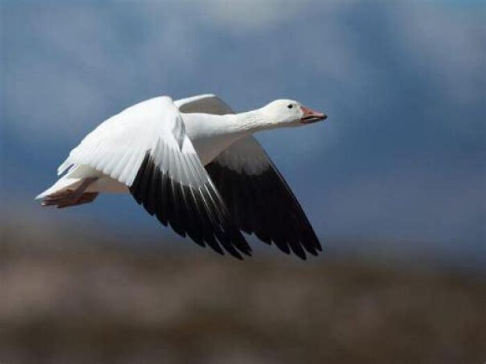 A snow goose soaring through the sky, showcasing unique behaviors of fascinating animals.