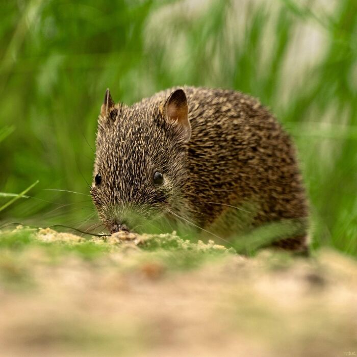A small, prickly mammal foraging in lush green grass, representing fascinating animals in nature.