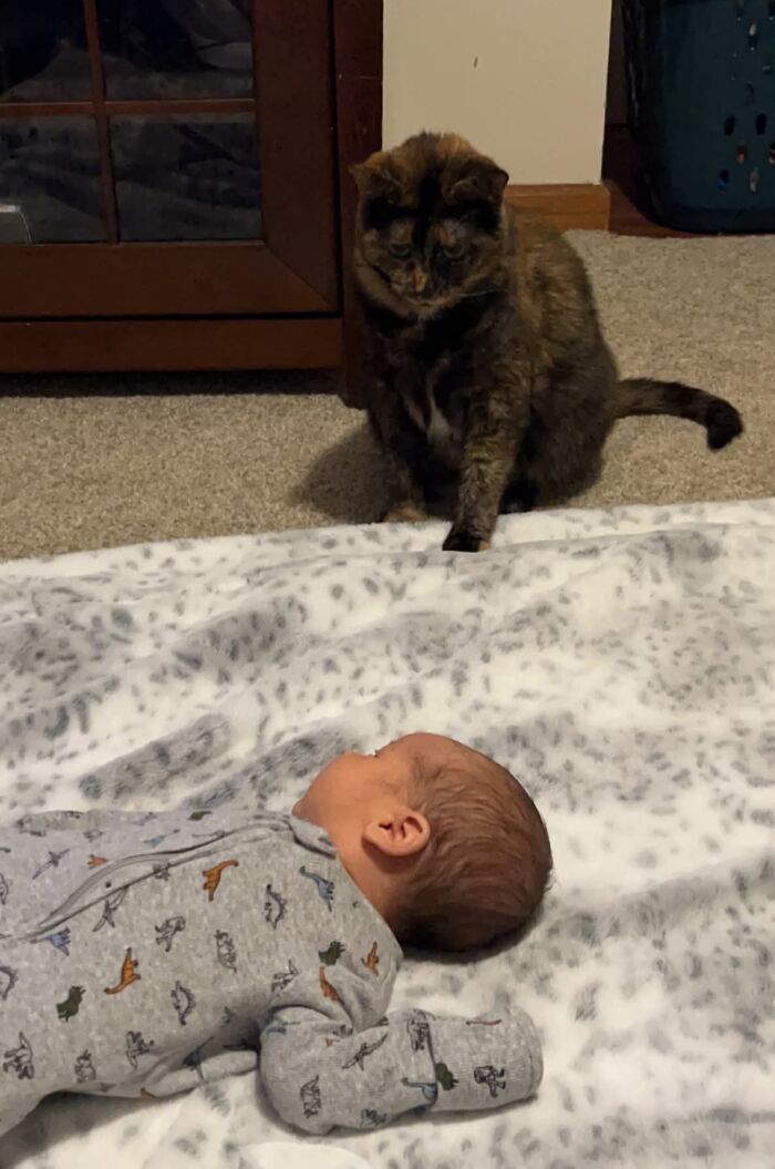 Tuna Had To Assure The Human She Despises Was Being Taken Care Of 😂