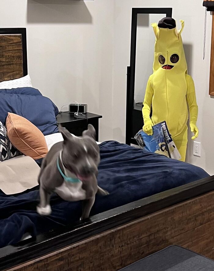 A dog running from a person in a banana costume, funny photo of Halloween didn’t go as planned